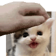Littlekitty