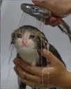 catcryinginshower
