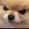 Noelles_Angory_Doggu