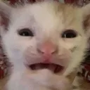 aKITTENCRY