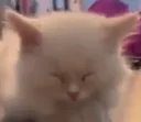 cat Discord Emoji