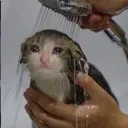 CM_catwash Discord Emoji