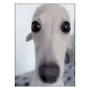 dawg