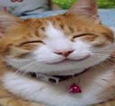 SwagCat Discord emoji
