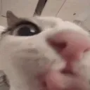 crunchylickGIF