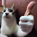 2043_Cat_Thumb