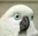 2043_Meme_Look