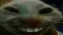 xdd xdd