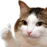 catthumbsup