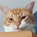 PeachJudge