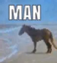 manhorse