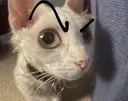 eyebrow