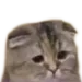 sad_cat