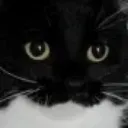 displeasedcat