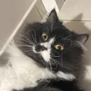 aryascat Discord Emoji