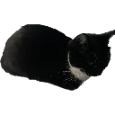 miecia