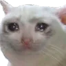 36_Crying_Cat Discord Emoji