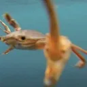 GrabbyCrabby