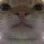 cate