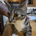 unnamedcatstare Discord Emoji