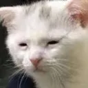 Tiredcat