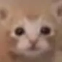 gato