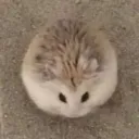 gerb2