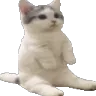 catR