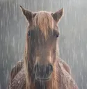 wethorse wethorse