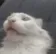 pog pog