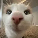 catcameraretractedpic