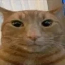 judgementalcatstare