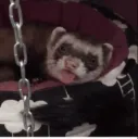 ferretblep