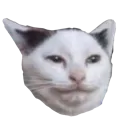 gigameowmeow Discord Emoji