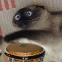 BONGOS BONGOS