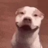 0265dog_smile