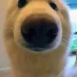 dogstare