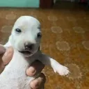 Dog Dog