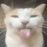sillycat