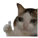 N68