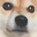 shibeshocked