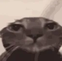 catstare