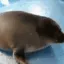 seal_explode seal_explode