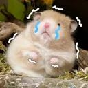 hamster_tacod