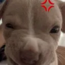 dog_upset