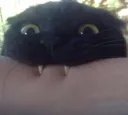 bite bite