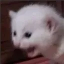 cat_screamn