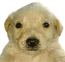 jotchua Discord emoji