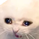 cat_sad