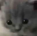 GreyCat_Stare